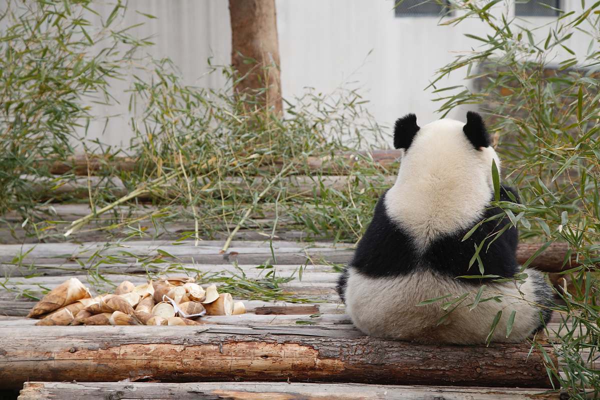 giant panda white and black panda sitting near green-leafed plant wildlife
